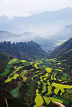 soi bạch thủ