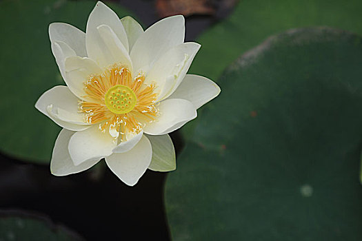 soi cau vinh log 568