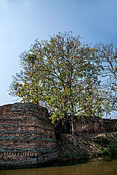 atrungroi