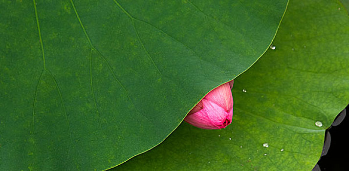 soi bạch thủ miền bắc